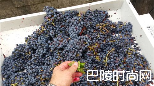奇闻:一座海底酒庄,庄主心中可能有个美人鱼梦 奇闻:一座海底酒庄,庄主心中可能有个美人鱼梦