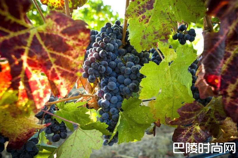 6.18父亲节，用心给最爱的他选酒