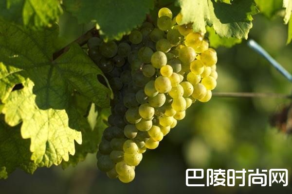 小谈奥地利葡萄酒 小谈奥地利葡萄酒