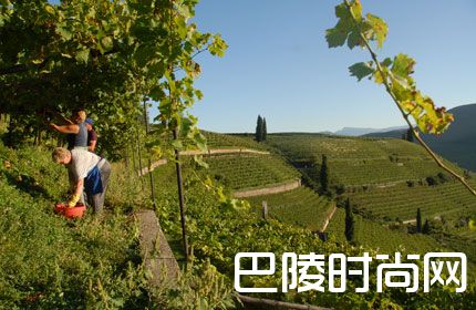 2011年意大利葡萄酒产区年份报告 2011年意大利葡萄酒产区年份报告