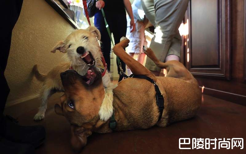 图说:生活在酒庄的可爱生灵 图说:生活在酒庄的可爱生灵