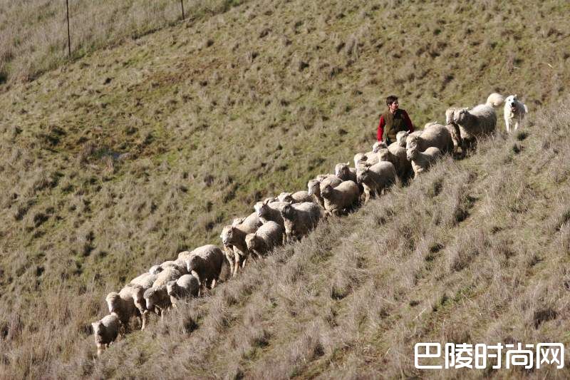 图说:生活在酒庄的可爱生灵 图说:生活在酒庄的可爱生灵