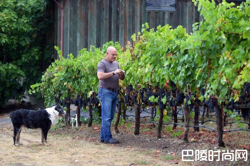 图说:生活在酒庄的可爱生灵 图说:生活在酒庄的可爱生灵