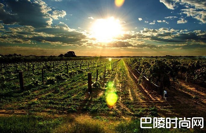 盘点世界著名的甜白产区