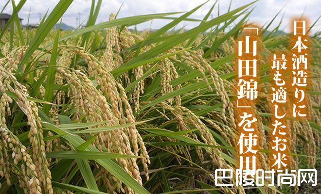 清酒界的康帝:十四代 清酒界的康帝:十四代