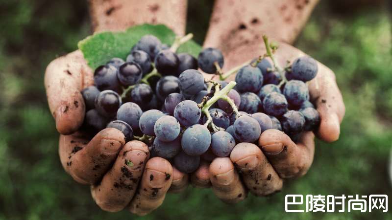葡萄提取物或能对抗结肠癌 葡萄提取物或能对抗结肠癌