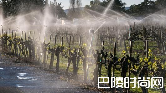 看葡萄园如何应对灌溉缺水 看葡萄园如何应对灌溉缺水