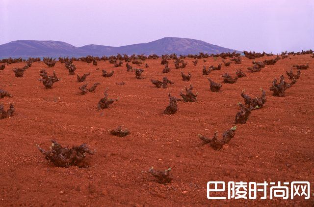 西班牙葡萄园旱灾告急