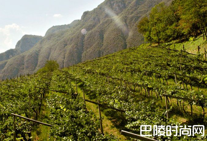 遇见特伦托——意大利的下一个起泡酒之星