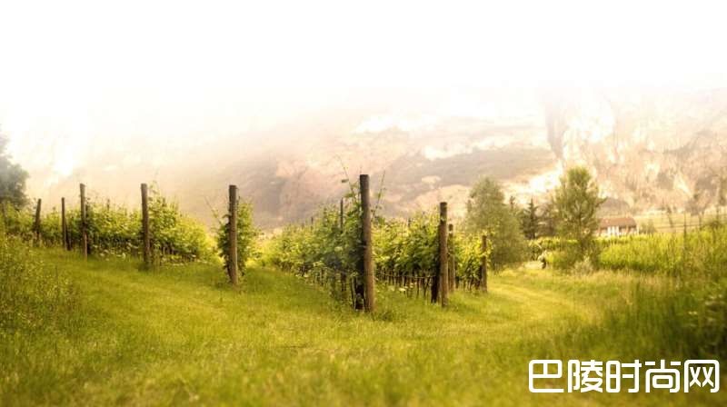 遇见特伦托——意大利的下一个起泡酒之星