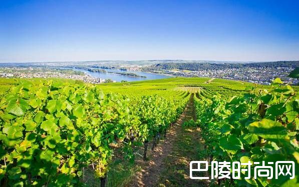 浅谈德国各大产区的GG酒