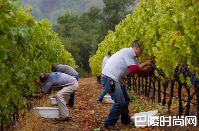 手工采摘一定比机械采摘好吗? 手工采摘一定比机械采摘好吗?