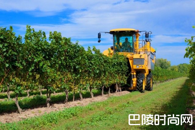 手工采摘一定比机械采摘好吗？