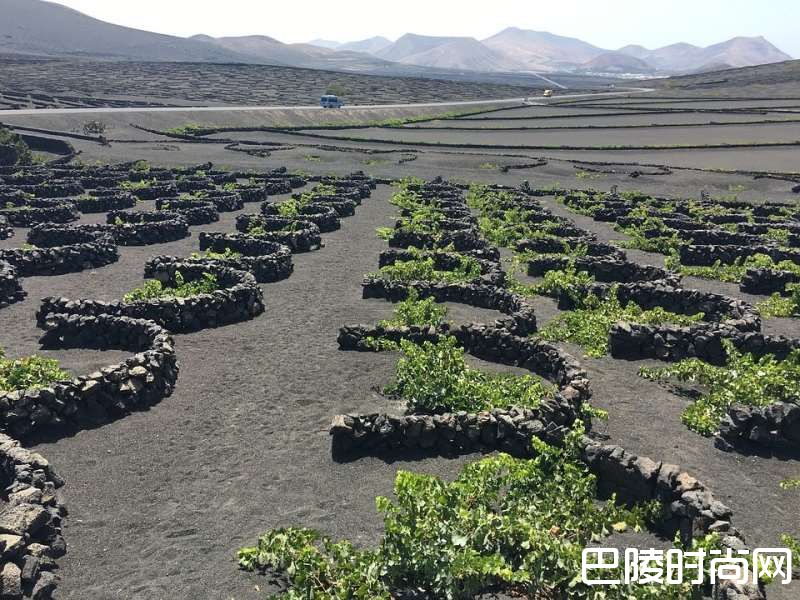 世界九大最不可思议葡萄园