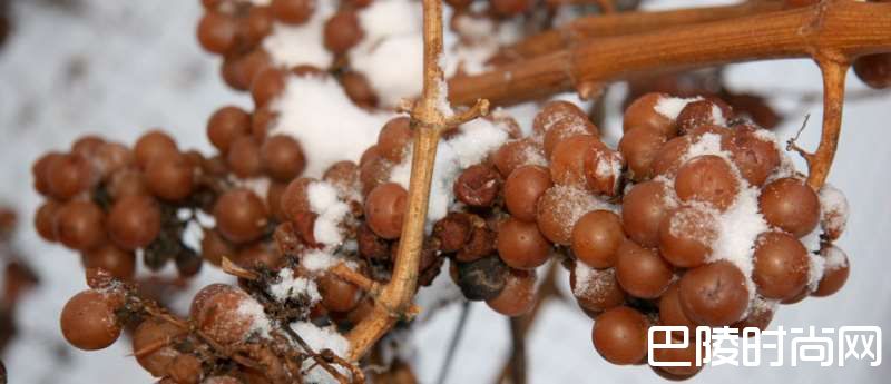 世界九大最不可思议葡萄园 世界九大最不可思议葡萄园