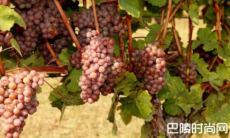 甜美辛香的琼瑶浆与餐酒搭配