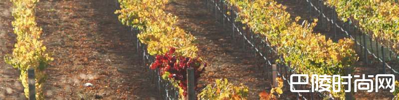 世界九大最不可思议葡萄园 世界九大最不可思议葡萄园