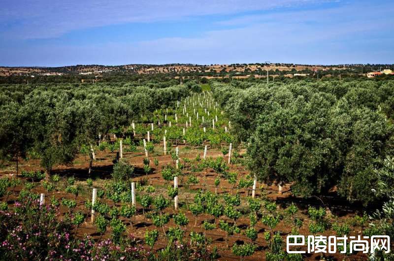 世界九大最不可思议葡萄园 世界九大最不可思议葡萄园