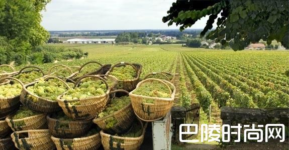 那些廉价白与顶级白的酿造工艺到底差在哪？