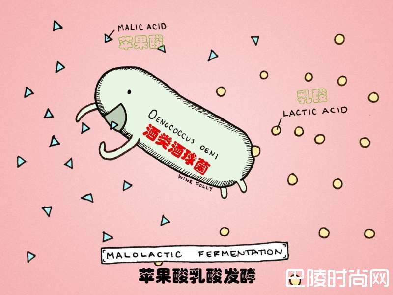 那些廉价白与顶级白的酿造工艺到底差在哪？