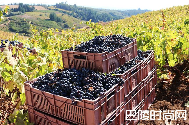 智利阿根廷2017收成报告:拉尼娜带来霜冻与森林大火 智利阿根廷2017收成报告:拉尼娜带来霜冻与森林大火