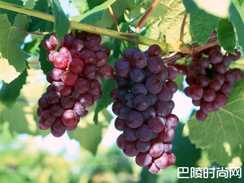 人人都该知道的葡萄酒小知识 人人都该知道的葡萄酒小知识