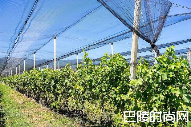 勃艮第全面启用防雹新科技