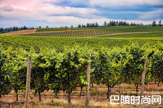 波尔多最贵的葡萄酒