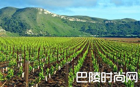 加州最贵的葡萄酒