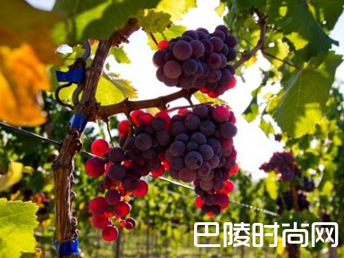 什么,还有红色的雷司令? 什么,还有红色的雷司令?