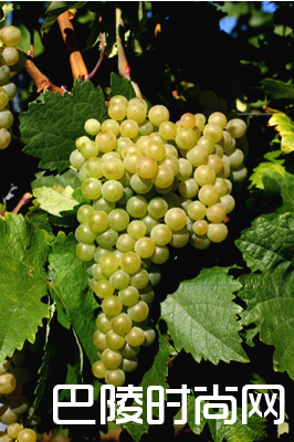 生物型熟化与氧化型熟化的奥秘