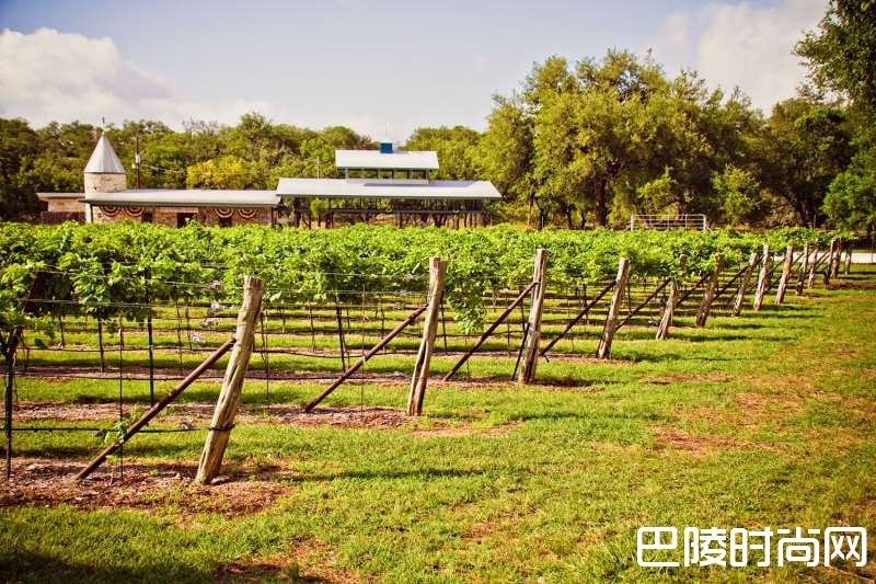 德克萨斯葡萄酒指南