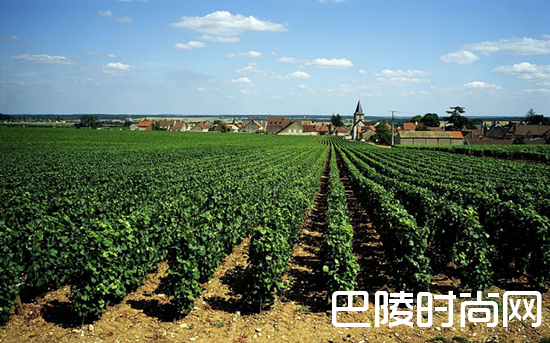 勃艮第最贵的红葡萄酒