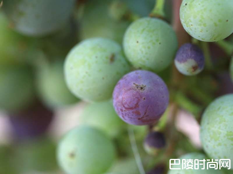 葡萄生长过程中的转色期
