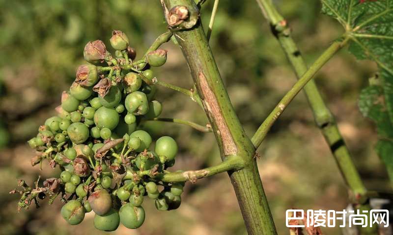 红酒世界一周资讯回顾：7月24日至7月28日