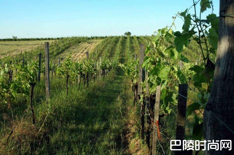 美国的有机葡萄酒怎么了? 美国的有机葡萄酒怎么了?