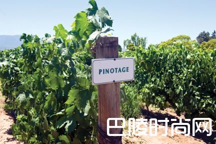 皮诺塔吉,是时候为自己正名了! 皮诺塔吉,是时候为自己正名了!