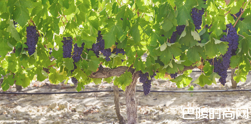 皮诺塔吉，是时候为自己正名了！