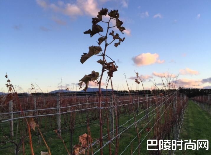 炎炎盛夏，不如去南半球喝酒度假吧！