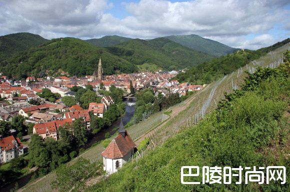 阿尔萨斯特级园中的那些“种子选手”