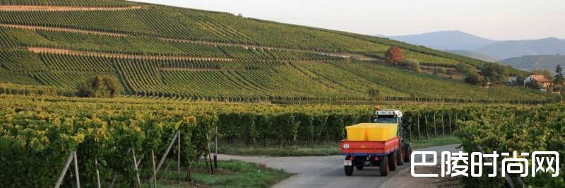 阿尔萨斯特级园中的那些“种子选手”