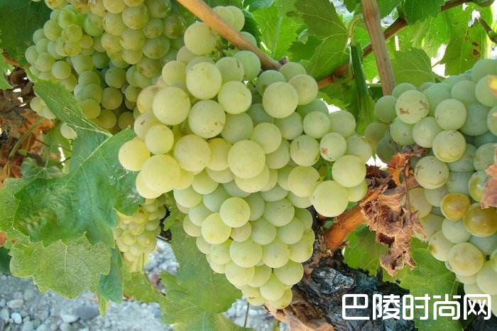 低调而不失腔调，卢埃达你真是美了一生