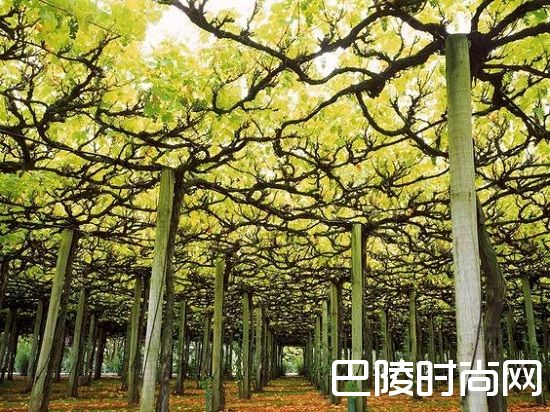 葡萄们该如何度过炎炎夏日？