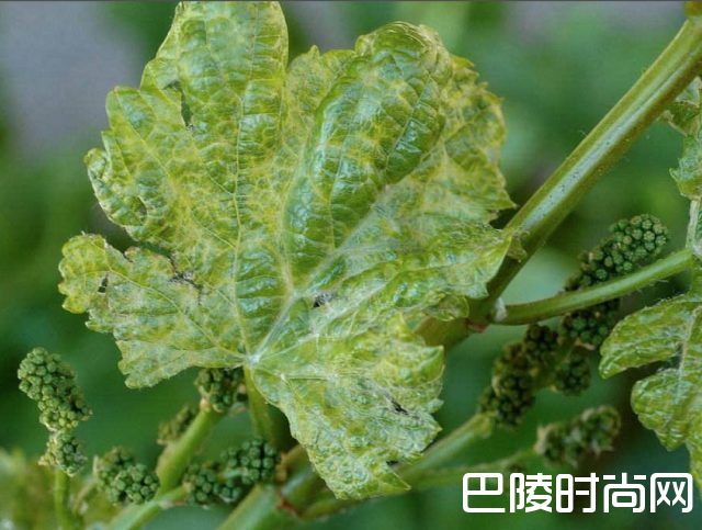 红酒世界一周资讯回顾：8月7日至8月11日