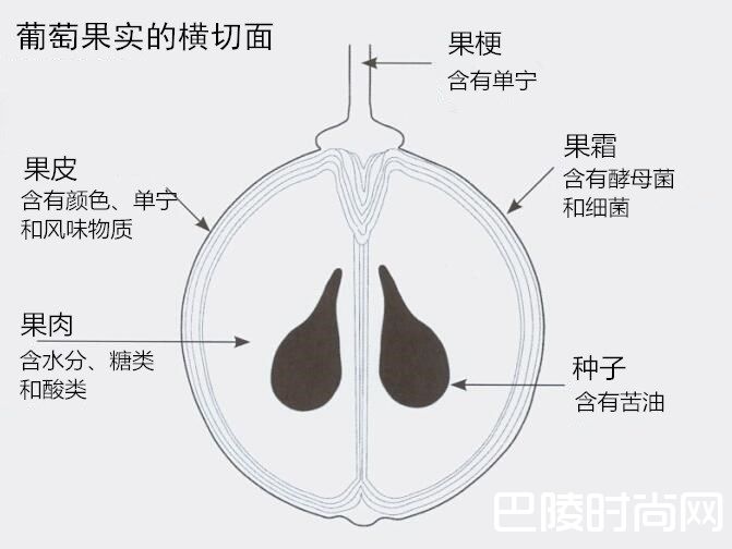 吃葡萄不吐葡萄皮？那酿葡萄酒呢？