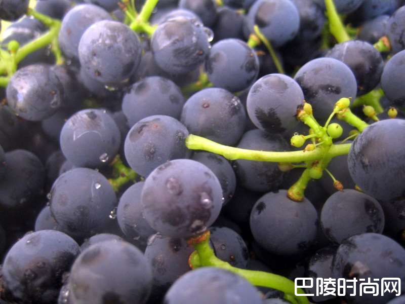 吃葡萄不吐葡萄皮？那酿葡萄酒呢？