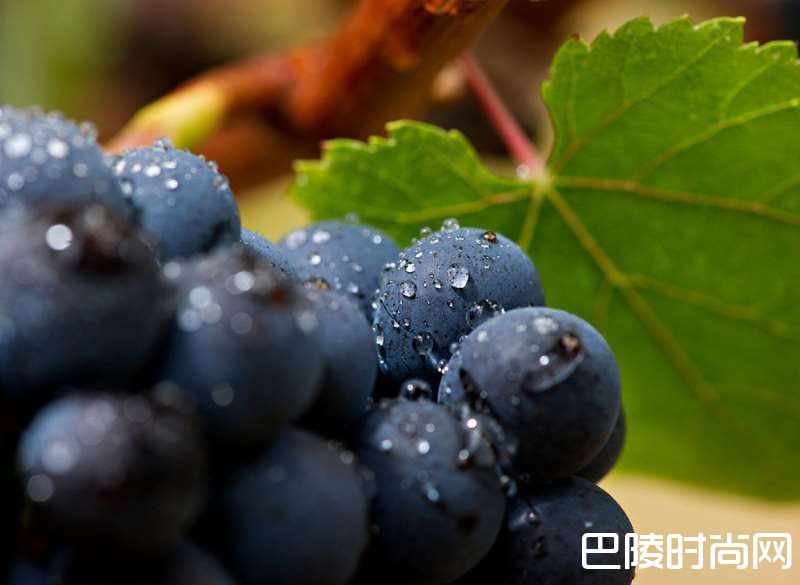 吃葡萄不吐葡萄皮？那酿葡萄酒呢？