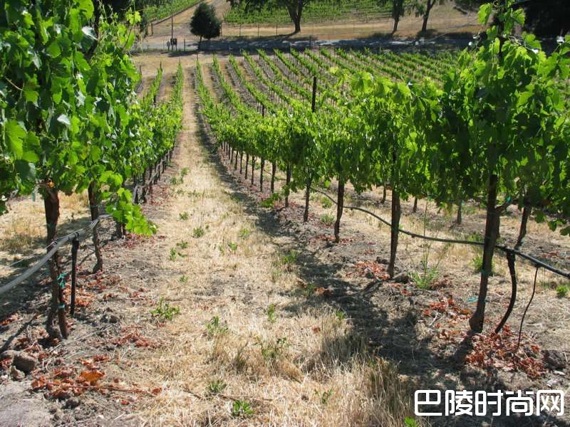 喝腻了拉菲、木桐?你可能需要一瓶车库酒 喝腻了拉菲、木桐?你可能需要一瓶车库酒