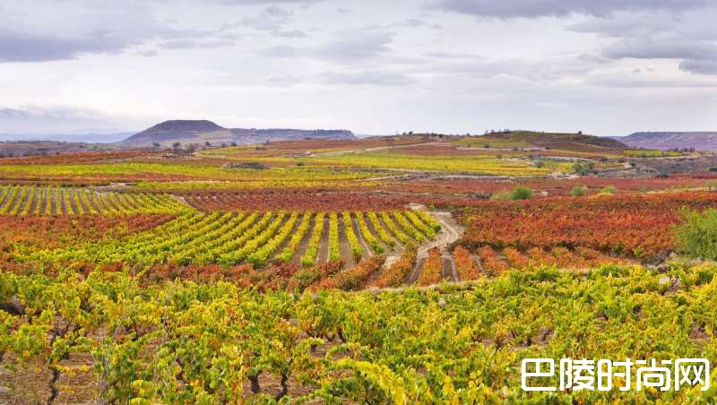 红酒世界一周资讯回顾:8月14日至8月18日 红酒世界一周资讯回顾:8月14日至8月18日