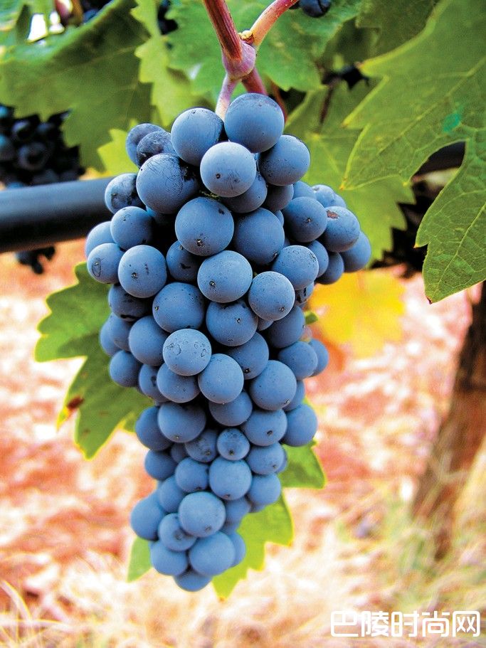 希腊葡萄酒入门指南